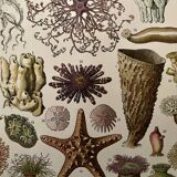 Lithograph on oceanography - 1900