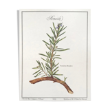 Botanical plank the rosemary