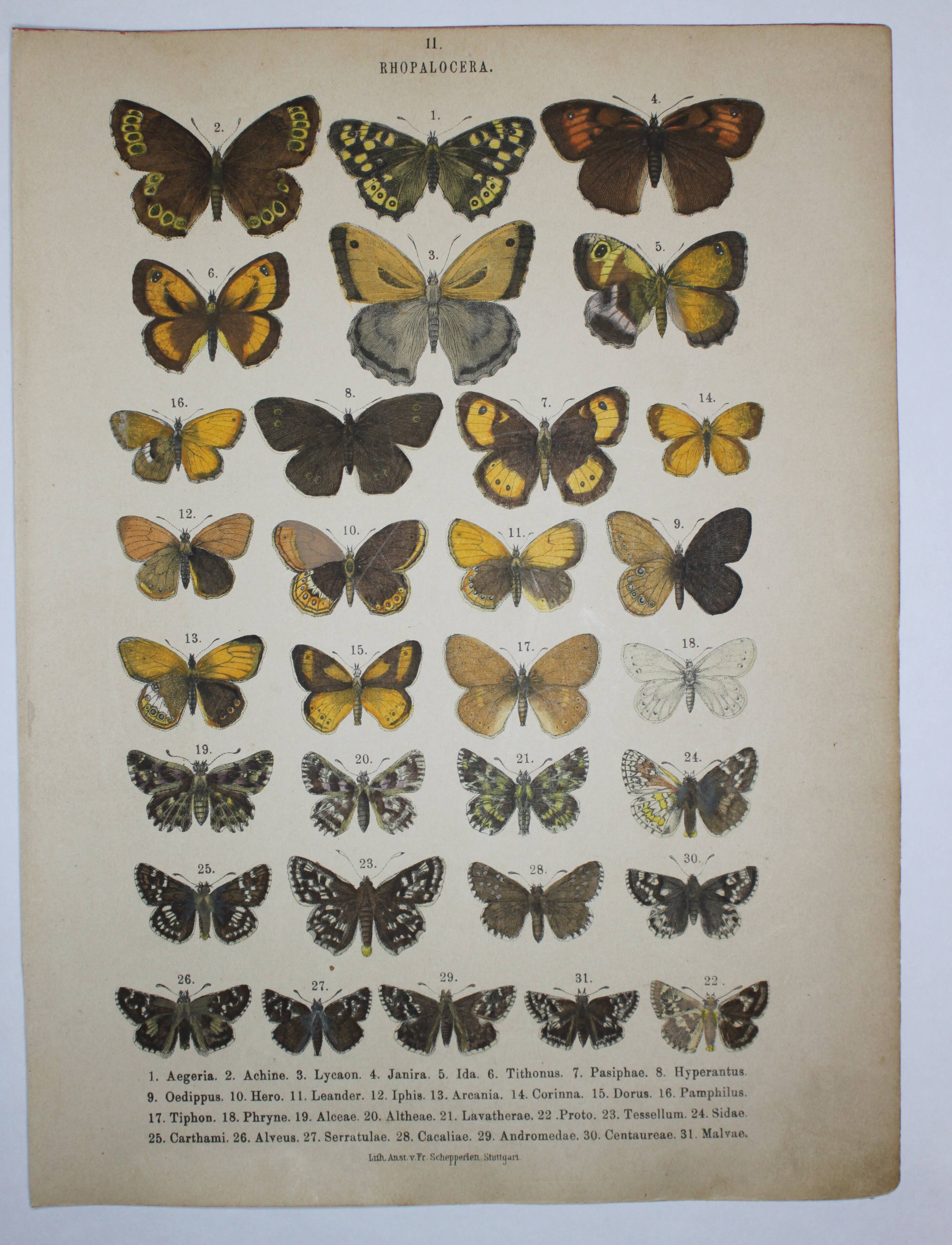 Aegeria butterflies, illustration from 1887, antique print, lepidoptere original insect plate