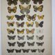 Aegeria butterflies, illustration from 1887, antique print, lepidoptere original insect plate