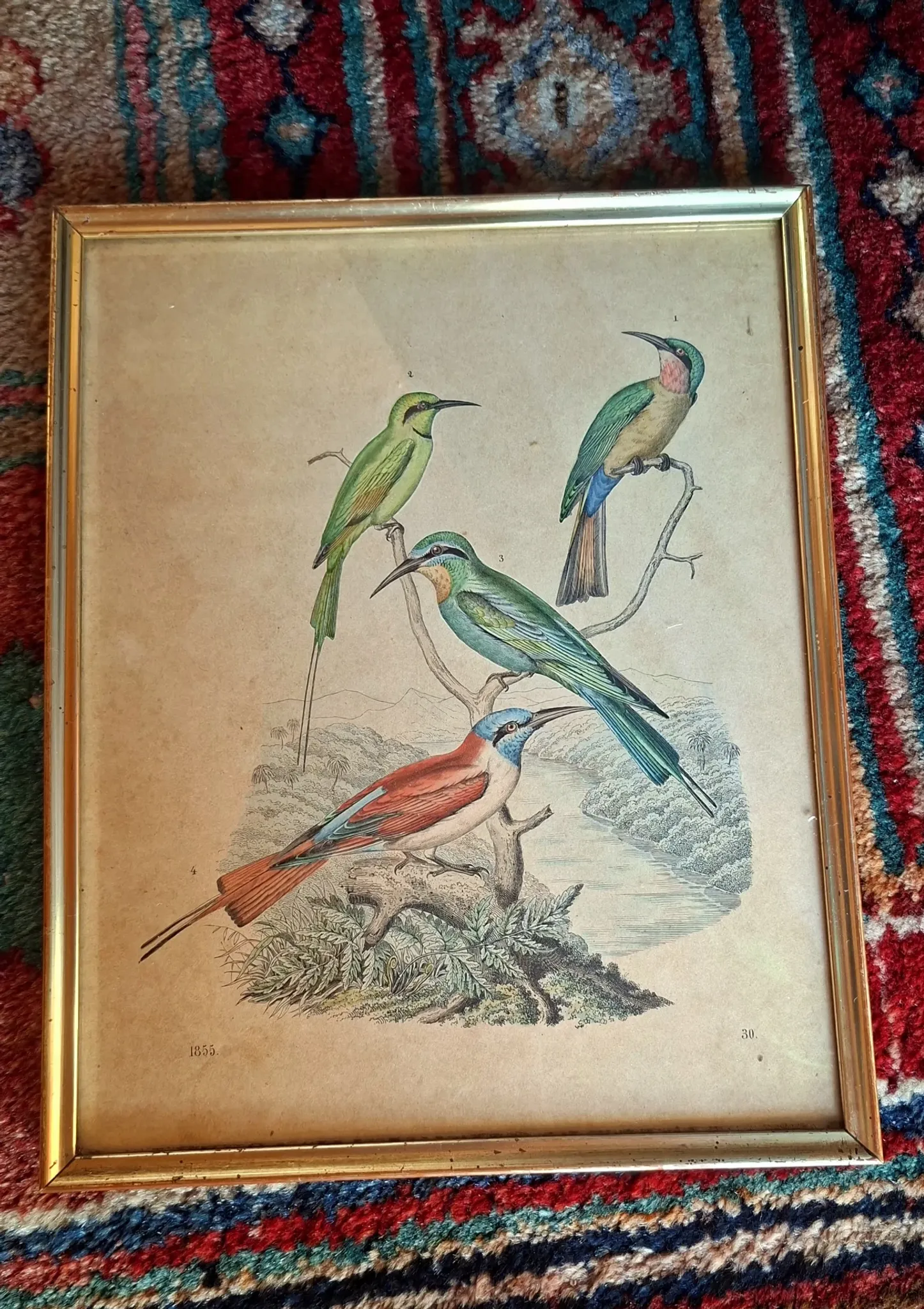Set of 4 authentic antique naturalist lithographs (circa 1850)