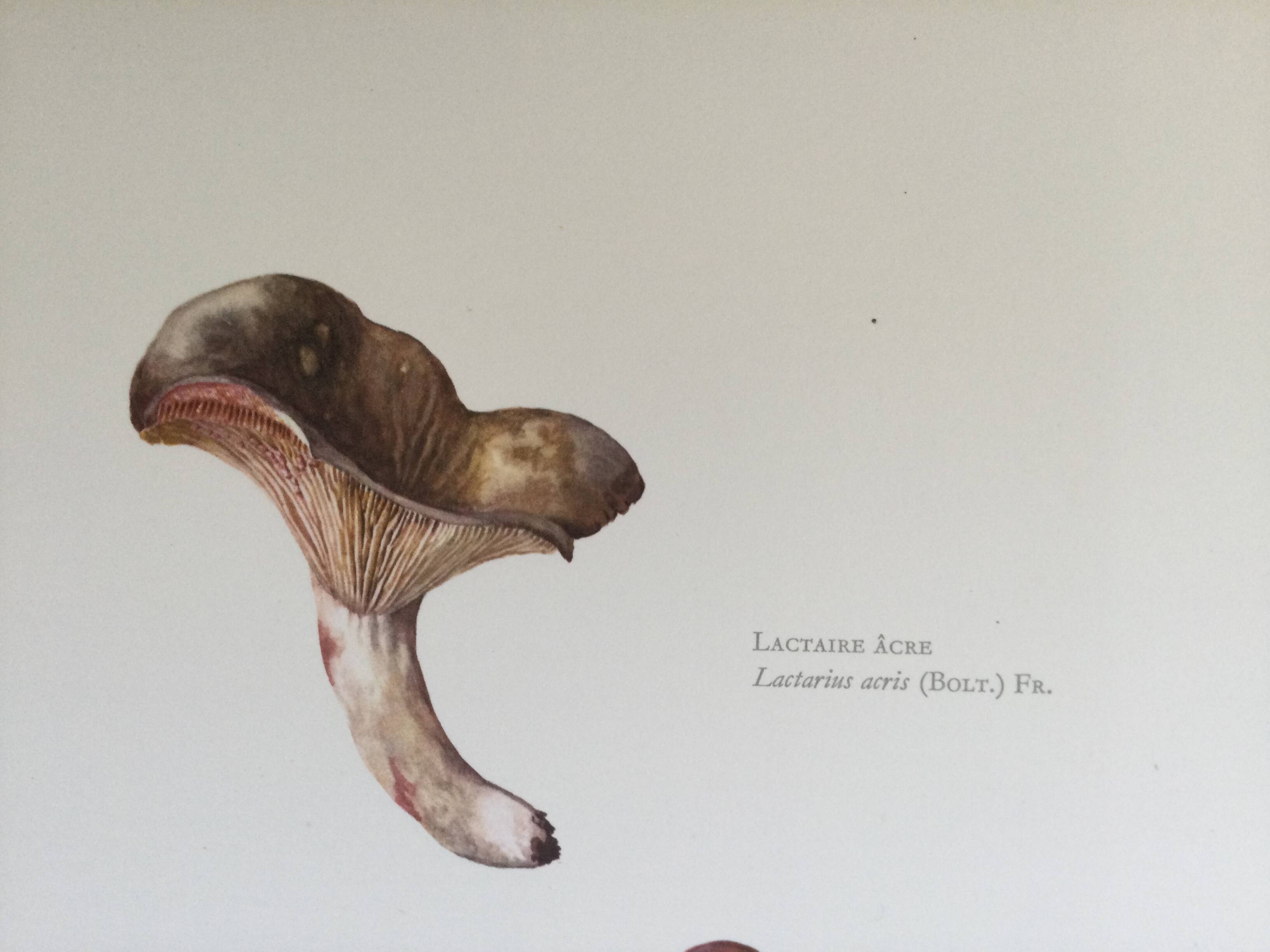 Botanical illustration "mushrooms", 1960s