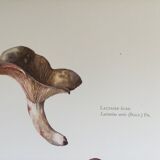 Botanical illustration "mushrooms", 1960s