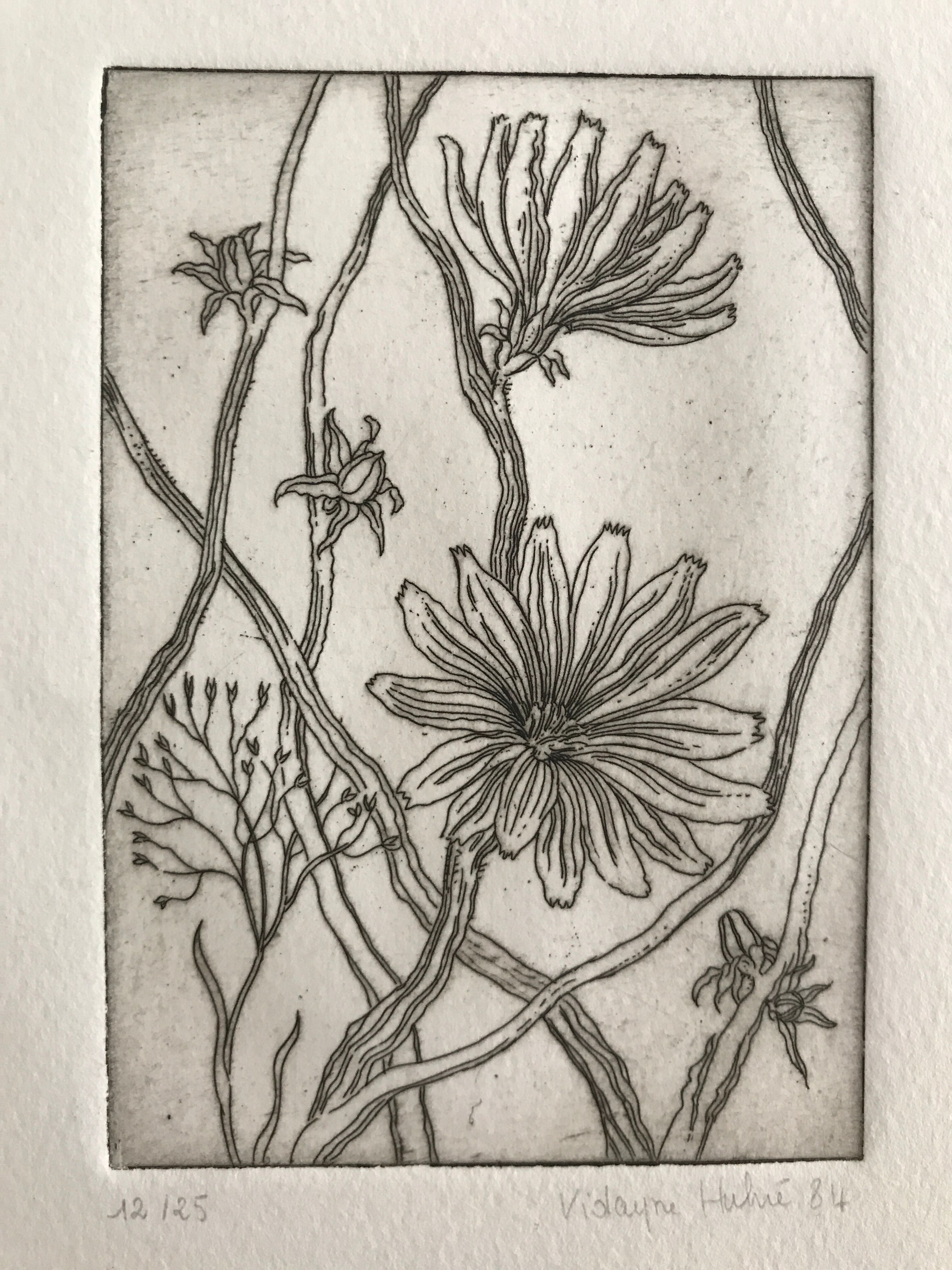 Etching signed by violayne hulné, study of clematis, 1984