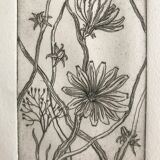 Etching signed by violayne hulné, study of clematis, 1984