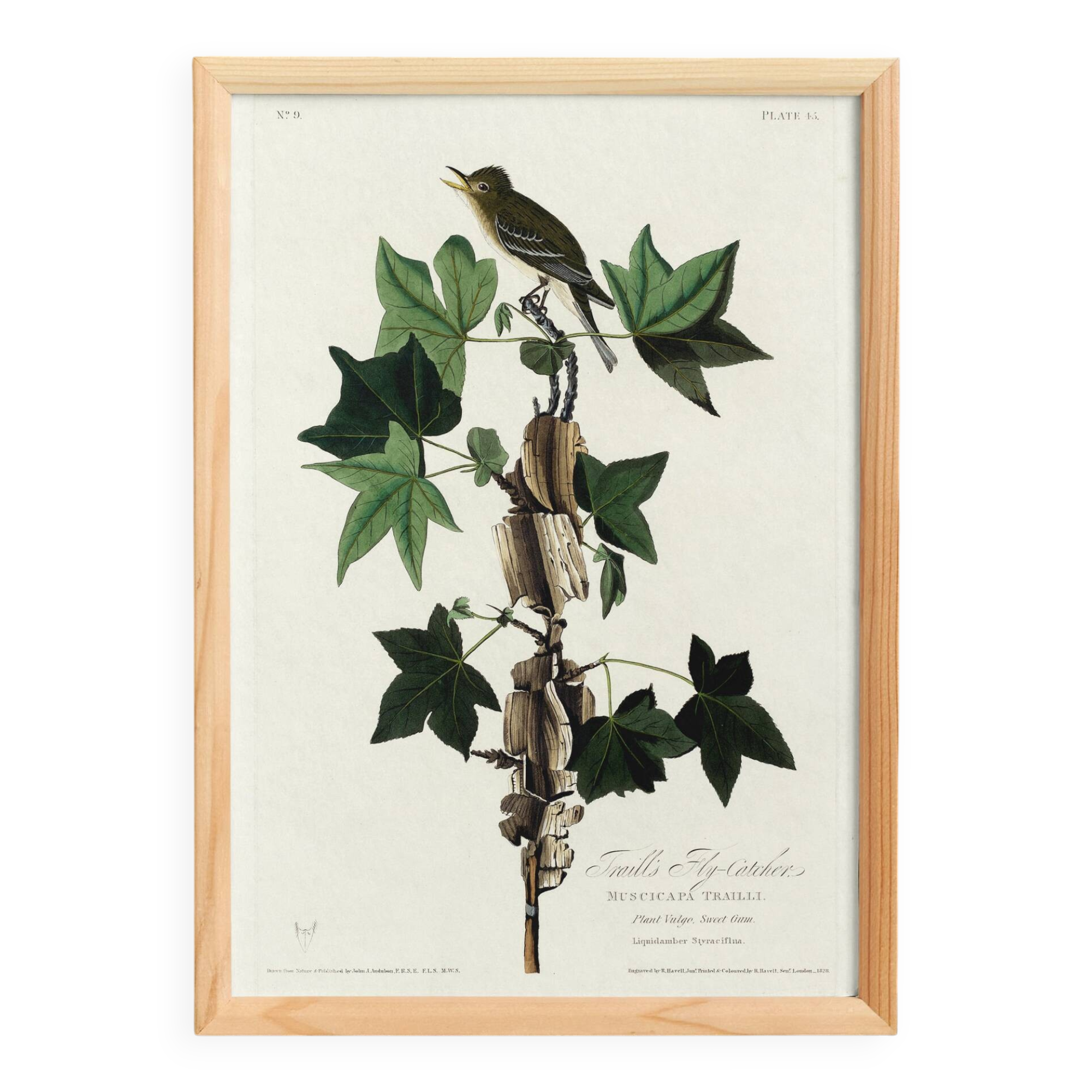 Poster about Traill's Flycatcher, based on an old engraving from 1827.