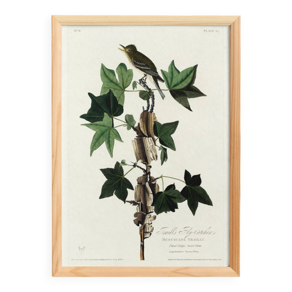 Affiche sur le Gobemouche de Traill, d’après une gravure ancienne de 1827.