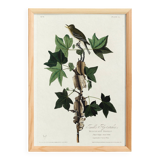 Poster about Traill's Flycatcher, based on an old engraving from 1827.