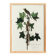 Poster about Traill's Flycatcher, based on an old engraving from 1827.
