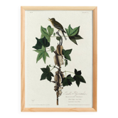 Poster about Traill's Flycatcher, based on an old engraving from 1827.