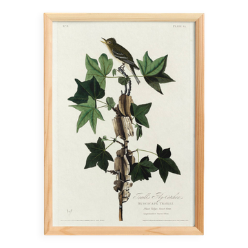 Poster about Traill's Flycatcher, based on an old engraving from 1827.