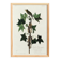 Poster about Traill's Flycatcher, based on an old engraving from 1827.
