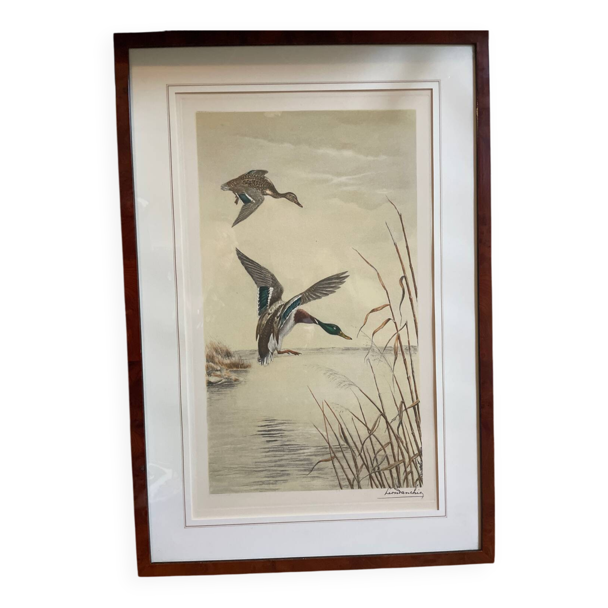 Antique print by Léon Danchin – Mallard ducks – Period framing