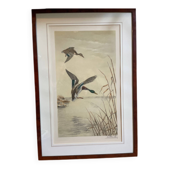 Antique print by Léon Danchin – Mallard ducks – Period framing