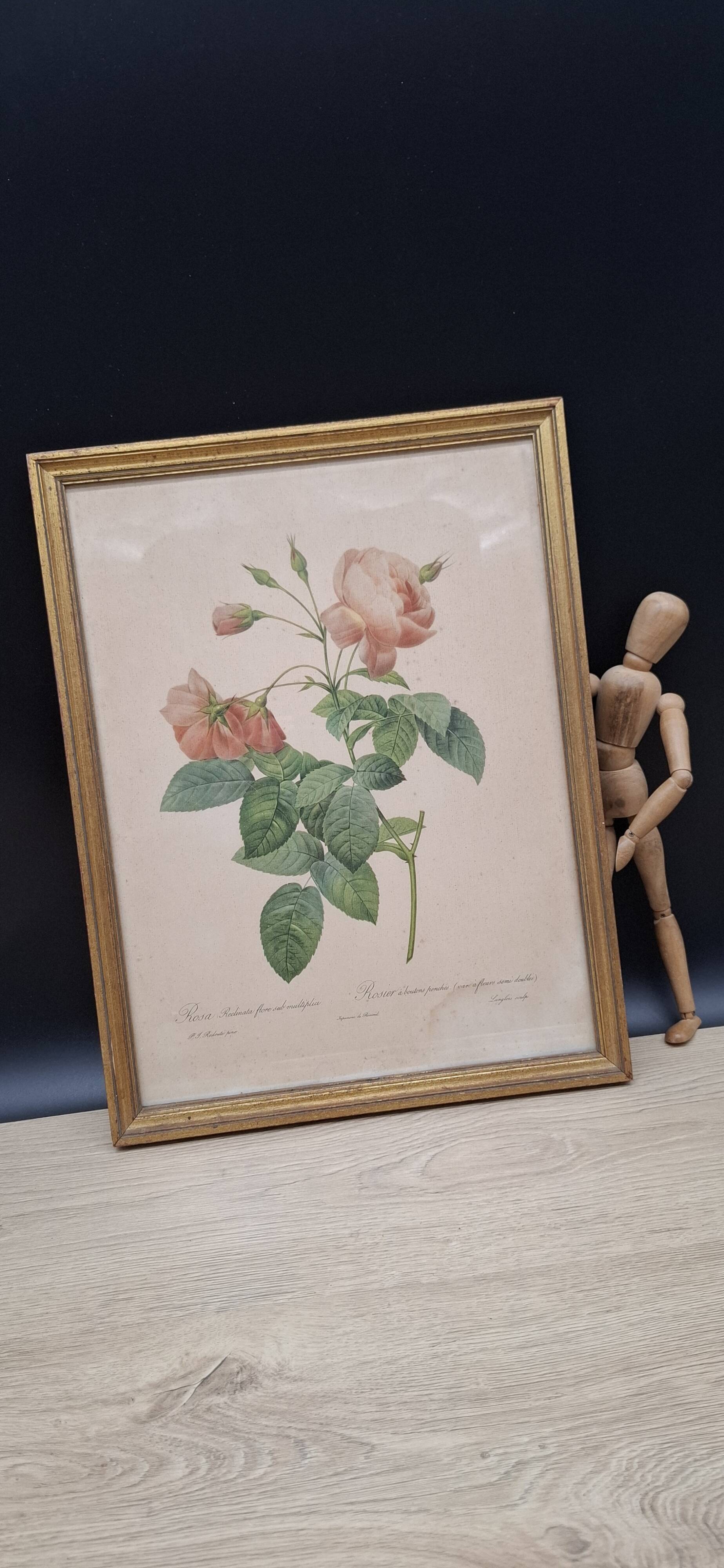 Botanical lithograph Rosebush with drooping buds PJ Redouté