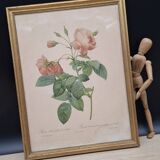 Botanical lithograph Rosebush with drooping buds PJ Redouté