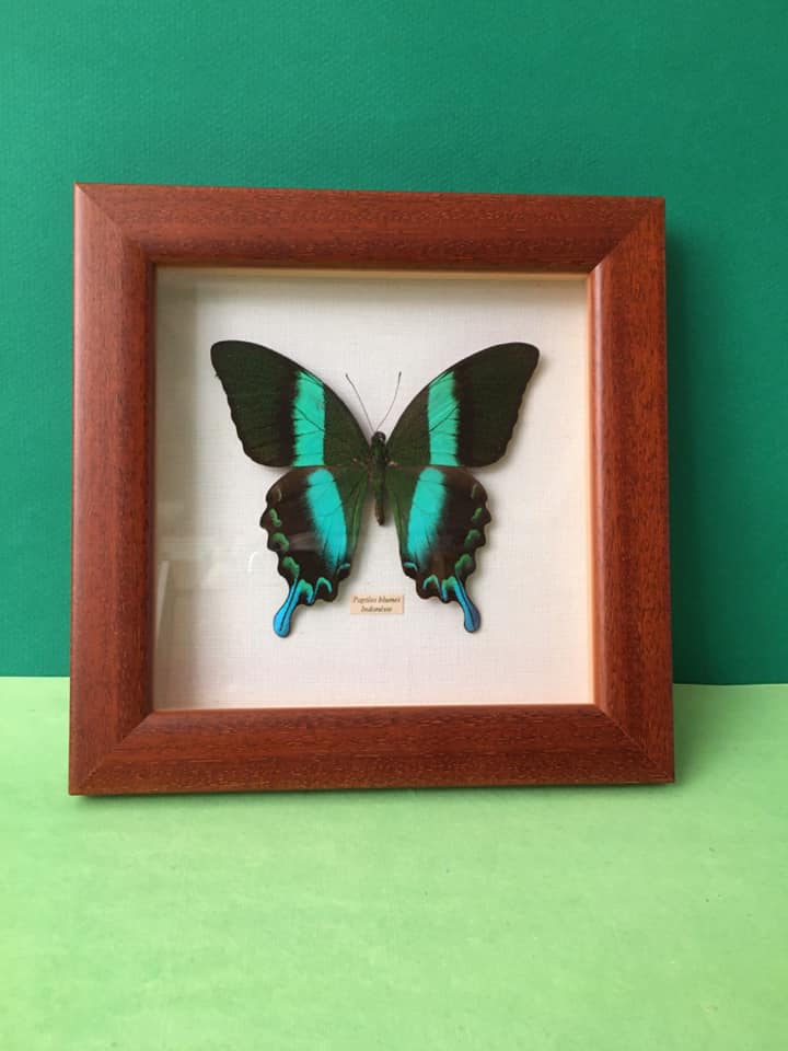 Butterfly naturalized "papilio blumei" indonesia under wood frame of the house la papillonnière