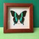 Butterfly naturalized "papilio blumei" indonesia under wood frame of the house la papillonnière