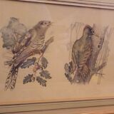 Lot 2 aquarelles oiseaux anciennes