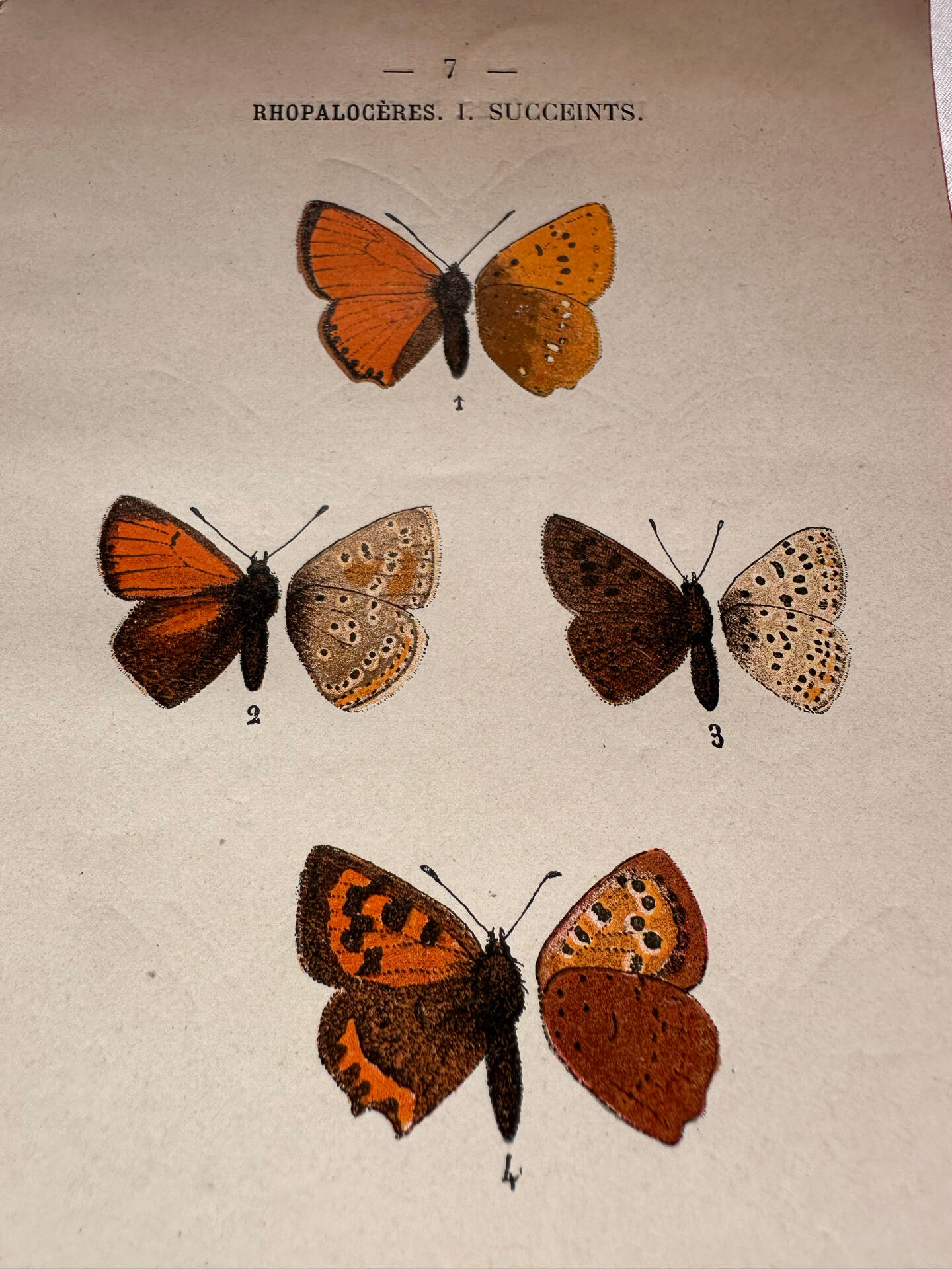 Botanical Plate 1800 Old Naturalist Engraving 19th Century Double-Sided