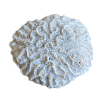 Coral