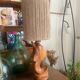 Wooden dolphin lamp 70s