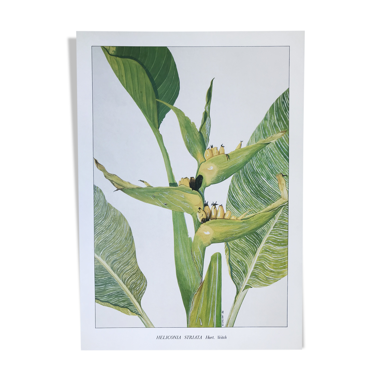 Heliconia Striata botanical plank