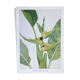 Heliconia Striata botanical plank