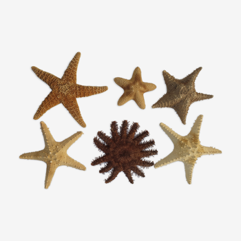 Lot de 6 étoiles de mer