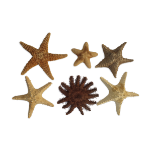 lot de 6 étoiles de