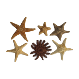 Lot de 6 étoiles de mer