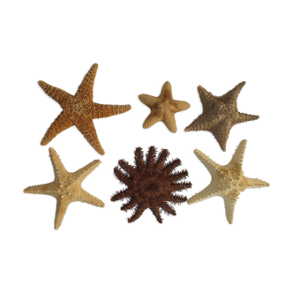 6 starfish lot