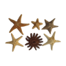 6 starfish lot