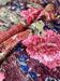 Tapis shaggy moldave Sandra 242 x 173 cm