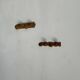 Small coat hook with two round flat button pegs in pine H8.