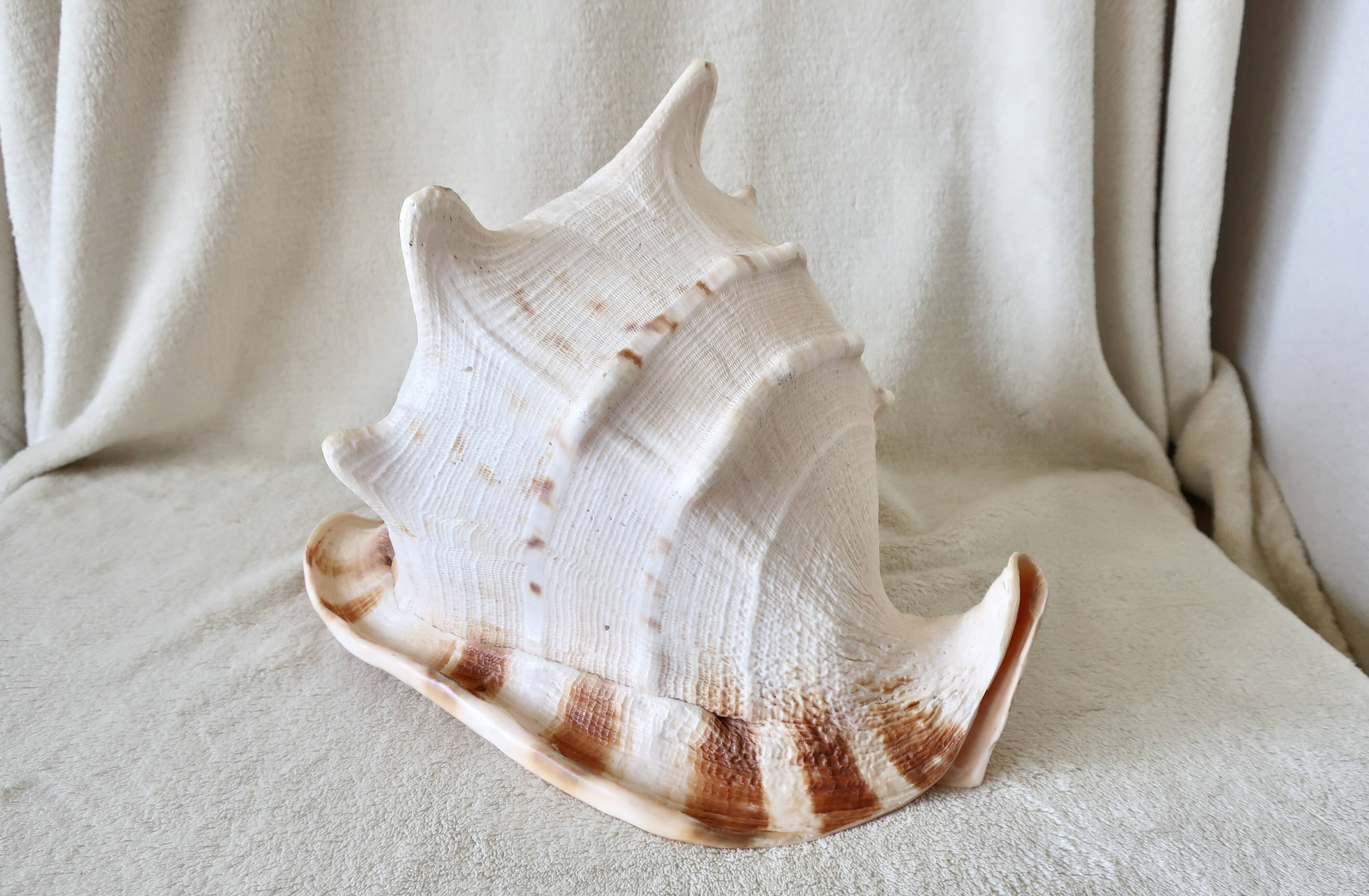 Rare and Large "Cassis Cornuta", Horned Helmet 32 cm, TBE