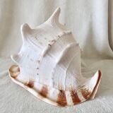 Rare and Large "Cassis Cornuta", Horned Helmet 32 cm, TBE