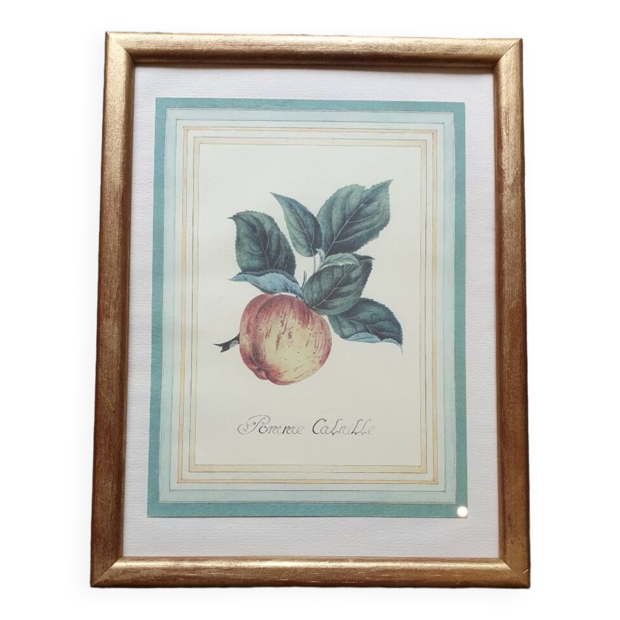 Calville apple botanical board