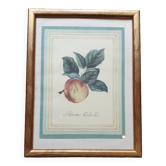 Planche botanique pomme Calville