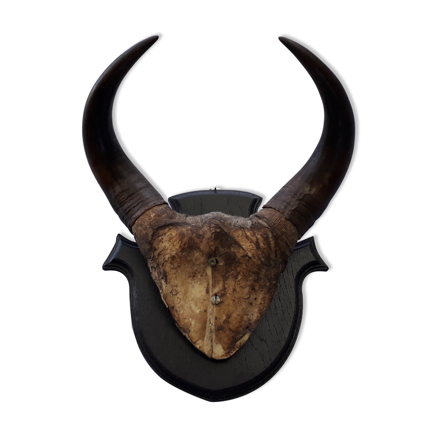 Buffalo massacre trophy