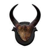 Buffalo massacre trophy
