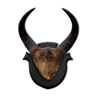 Buffalo massacre trophy