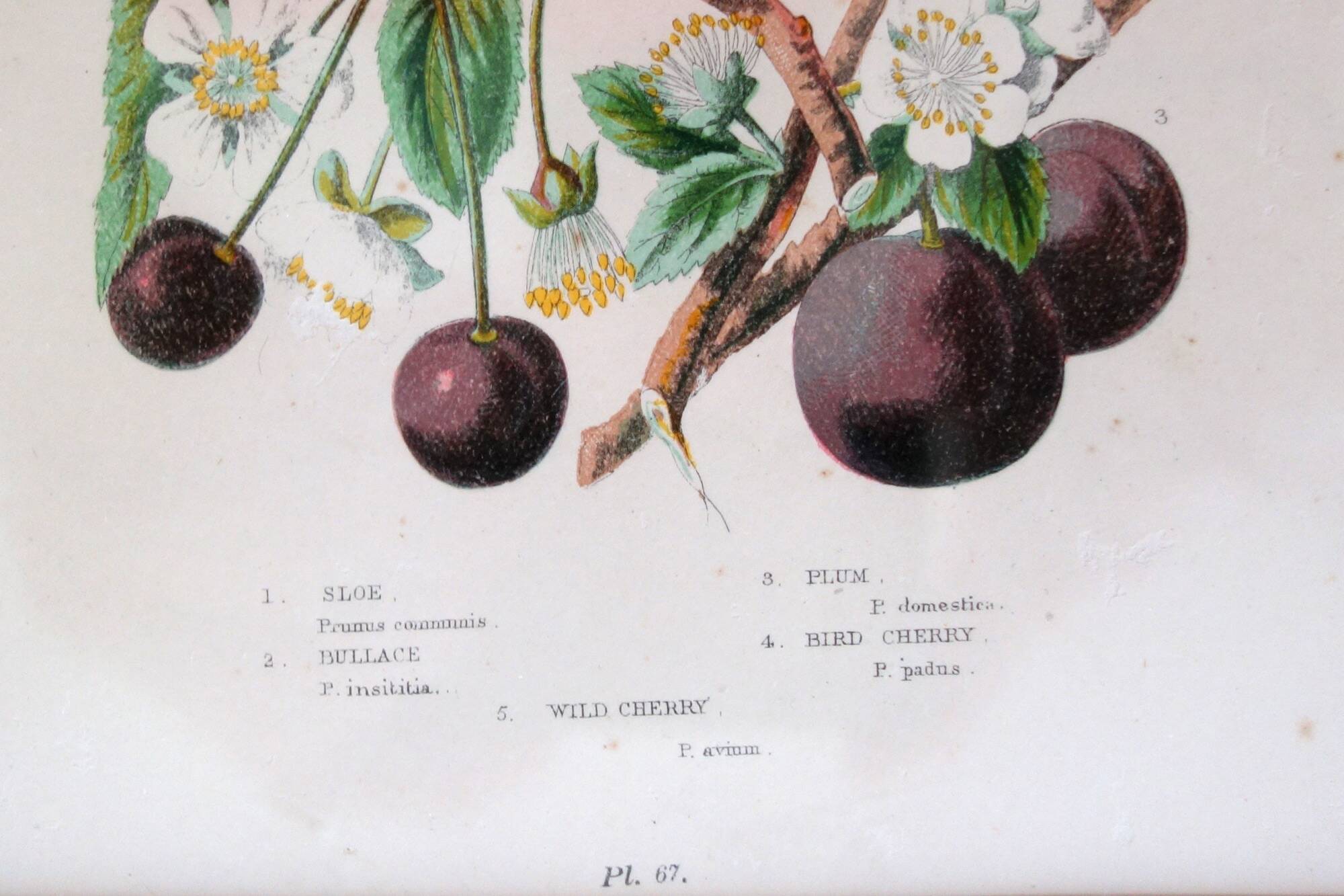 4 framed botanical plates, 19th century