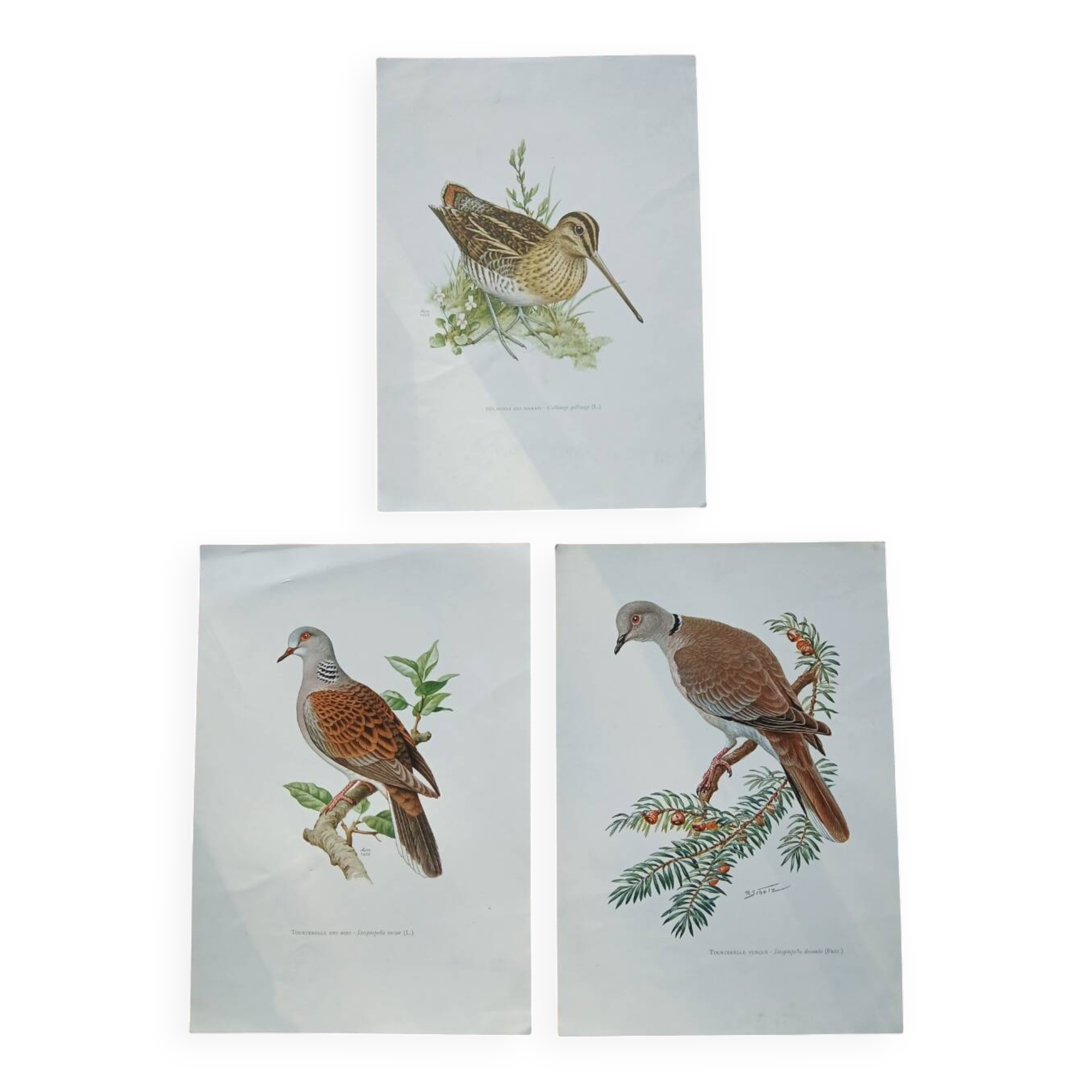 Set of 3 zoological posters birds - turtledoves - snipe