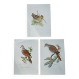 Set of 3 zoological posters birds - turtledoves - snipe