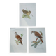 Set of 3 zoological posters birds - turtledoves - snipe