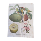 Affiche botanique cognassier