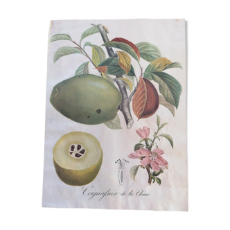 Cognac botanical poster