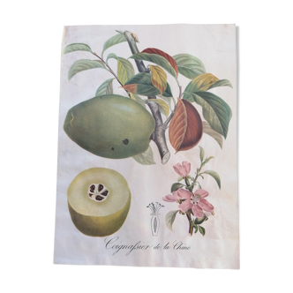 Quince Botanical Poster