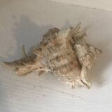 Comoros 7 fingers shell